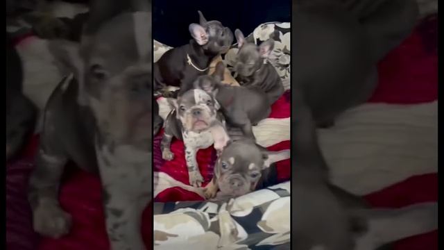 Успели сосчитать сколько французских бульдогов на видео? ?? смотреть онлайн
