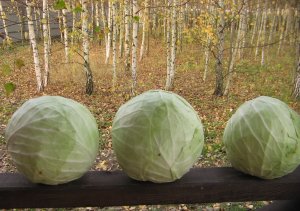 Капуста Валентина.
Отличный сорт поздней капусты.