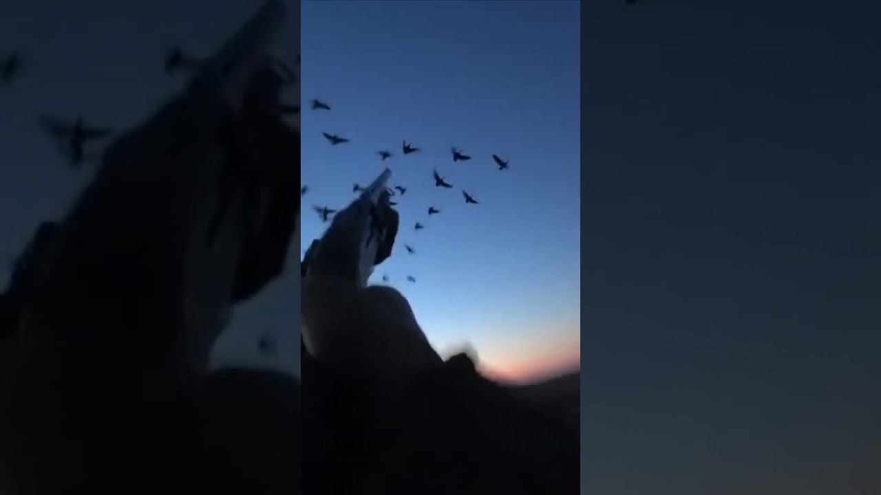 Охота на гуся 2021.ЭТО ВПЕРВЫЕ ЗА 30 ЛЕТ ОХОТЫ!#shorts