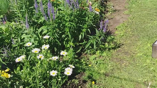 Низкорослые лилии! Июнь обзор цветника смотреть онлайн