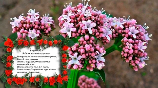 Комнатные лечебные растения 9 рецептов лечения валерианой смотреть онлайн
