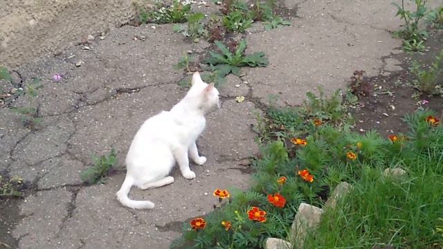 Взорвал интернет. Кот разговаривает, говорит ПРИВЕТ, дела НОРМАЛЬНО, я бык! милое видео VivaVideo.