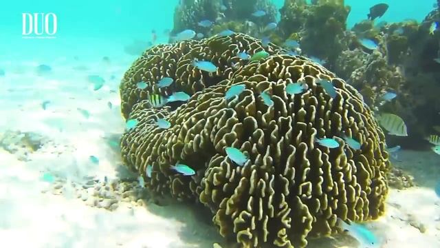 Fishing with DUO #30： Tetra Works Ikakko on flats смотреть онлайн