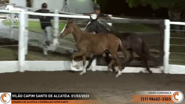 Live Haras Capim Santo смотреть онлайн