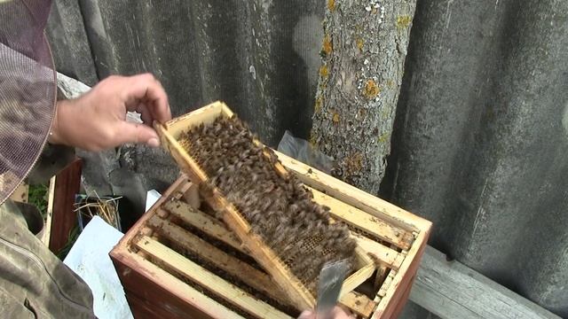 Подготовка нуклеуса к зимовке. смотреть онлайн