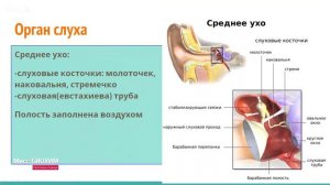 Слуховой анализатор. Фрагмент урока по теме «Анализаторы».  Светлана Савчук