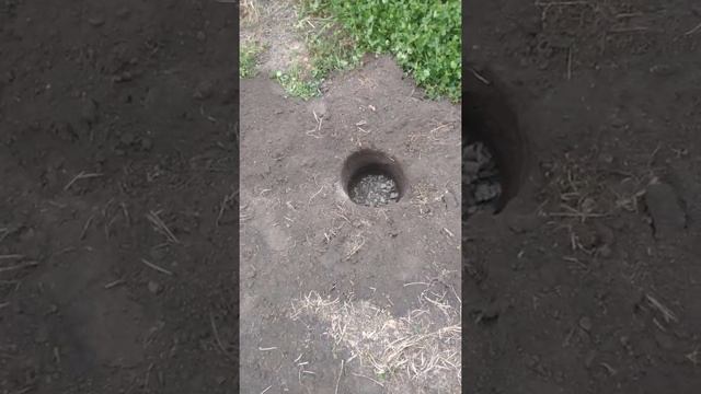 Ямы для посадки роз. Быстрый способ выкапывания глубоких ям. смотреть онлайн