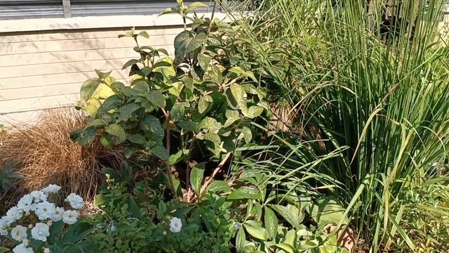 Растения, как с обложки журнала! Раскрываю Секреты ? топиарных стрижек! смотреть онлайн