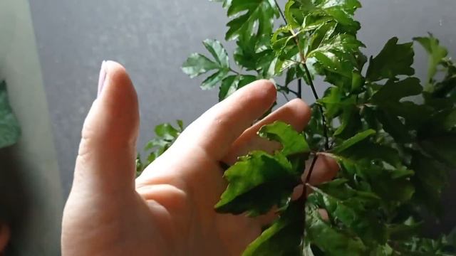 Ассорти. Экзотические растения. смотреть онлайн