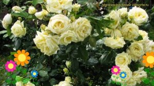 Роза плетистая Эльф. Краткий обзор, описание характеристик, где купить саженцы Elfe