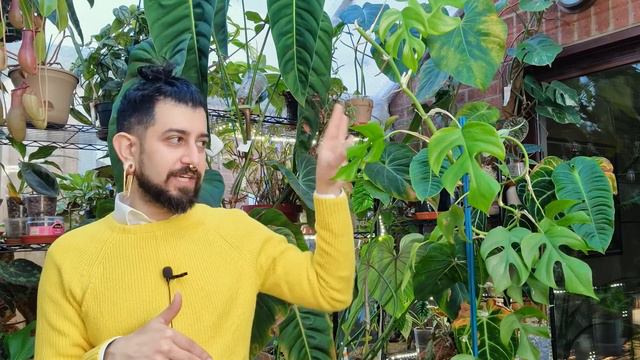 Rhaphidophora Tetrasperma Review | 4 Years Later | Also Known As Monstera Mini Or Monstera Minima