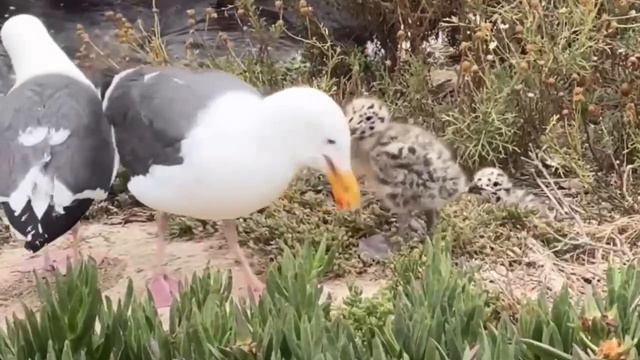 Бари Диспетчер