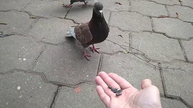 Голубь ест семечки с руки. смотреть онлайн