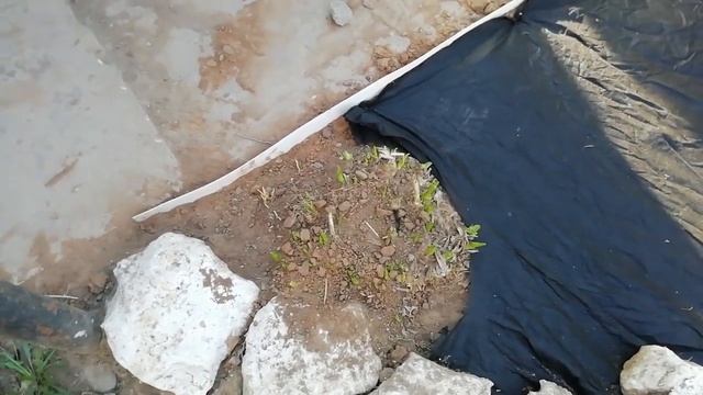 КЛУМБА ДО и ПОСЛЕ. Дизайн клумбы.