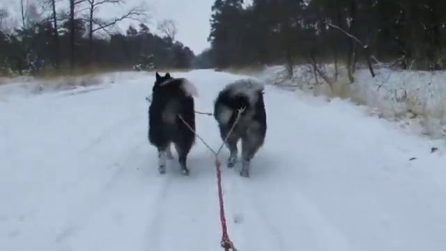 Team Arctic Sobaki. смотреть онлайн