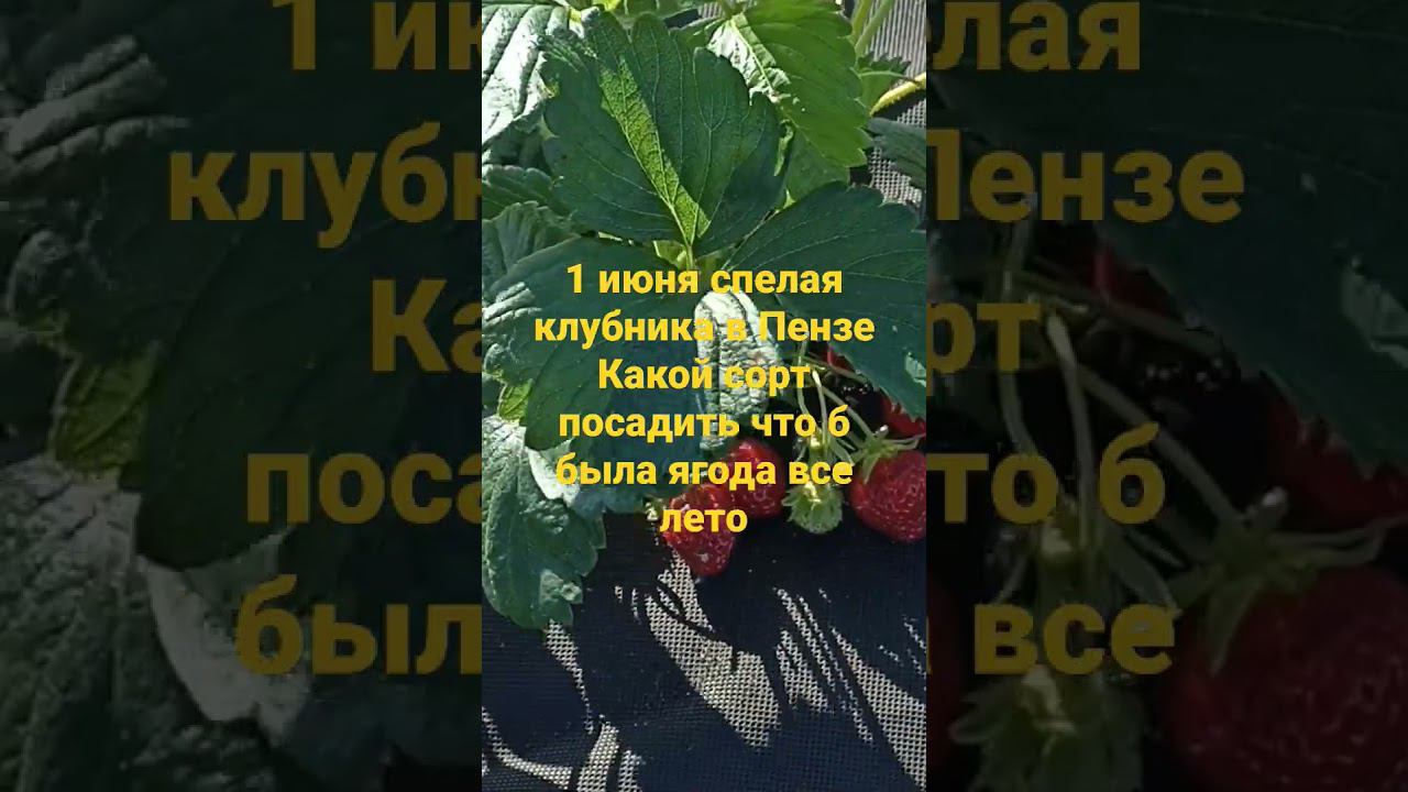 1 июня 2023 г. смотреть онлайн