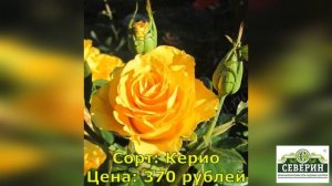 Описание чайно-гибридной розы!!! Обзор доступных к заказу сортов!!!