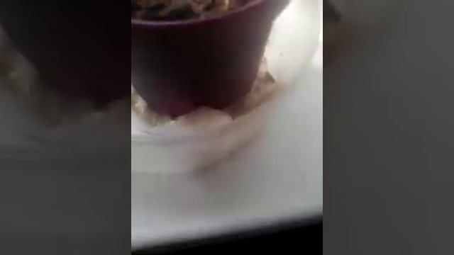 макс и рыбки данио рио и улитки смотреть онлайн