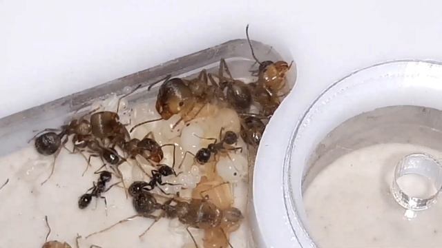 Муравьи messor structor с нуля.#5 первые солдаты и куча расплода смотреть онлайн