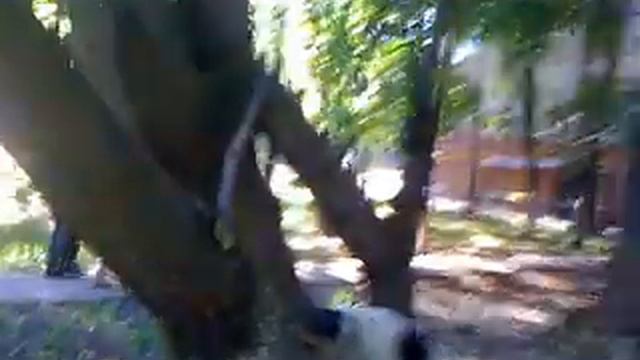 Дуся играет с палкой на дереве смотреть онлайн