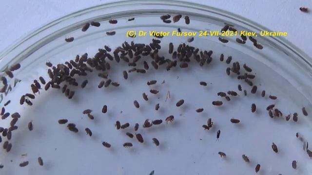 Ужас Хозяйки: Жучки в Крупе. Как Избавиться от Хлебных Жучков на Кухне? Удивительные Насекомые. смотреть онлайн