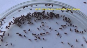 Ужас Хозяйки: Жучки в Крупе. Как Избавиться от Хлебных Жучков на Кухне?  Удивительные Насекомые.