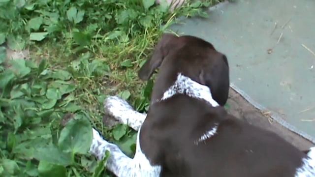 Охота с легавой. Часть 1. Детство. смотреть онлайн