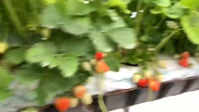 Представяне на Ягоди Сорт Купидон - Presentation of Strawberries Cupid смотреть онлайн