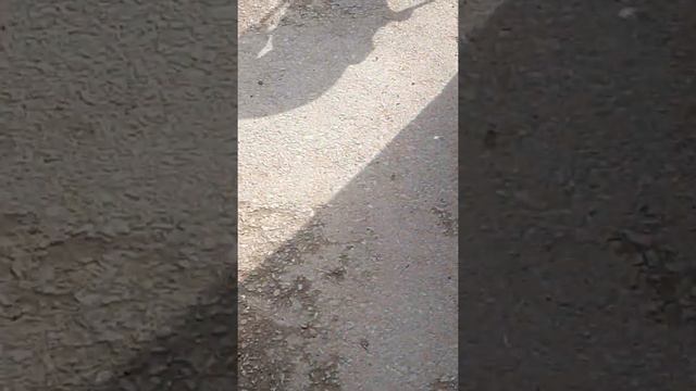 Дом номер 5 по ул. Ш. Руставели г. Уфы. Санитарное состояние придомовой территории. смотреть онлайн