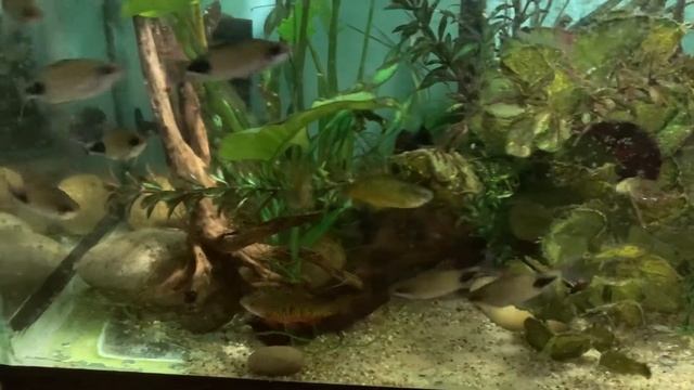 Dawkinsia filamentosa & puntius semifasciolatus смотреть онлайн