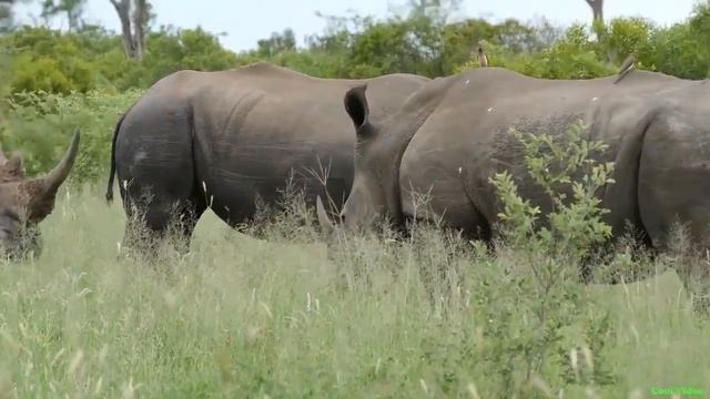 Носороги и их детёныш смотреть онлайн