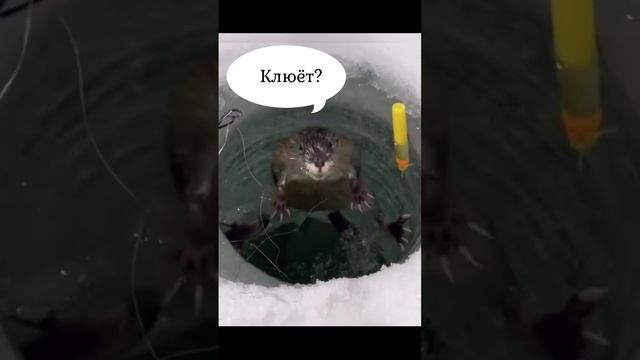 Ну чё, клюёт ))) смотреть онлайн