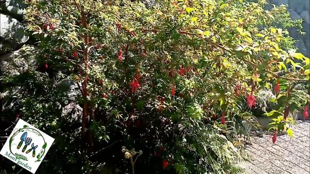 Chilco / Fuchsia magellanica /Guia Basica.? смотреть онлайн