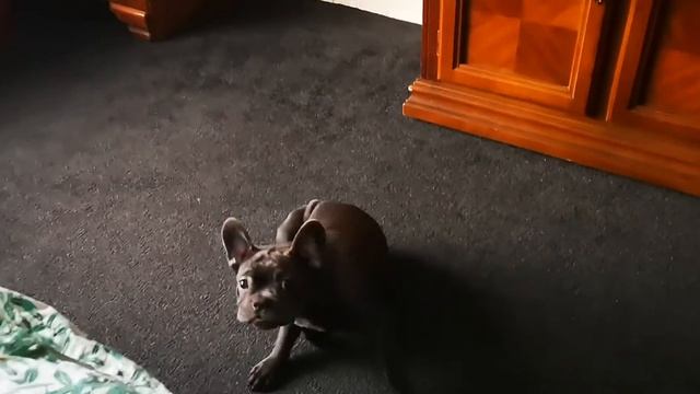 Ариша и Тая + Байгл смотреть онлайн