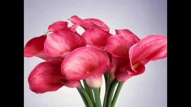 КРАСИВЫЙ ЦВЕТОК-ЭТО КАЛА смотреть онлайн