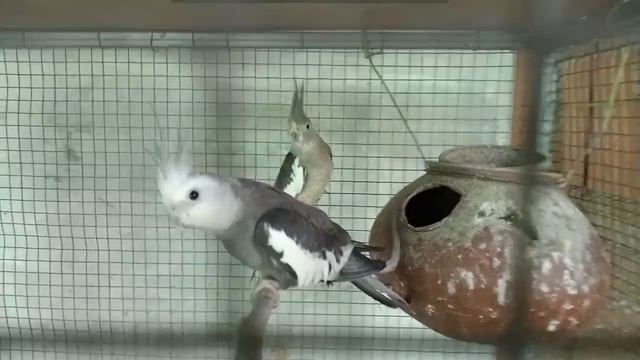 A kutty visit to home aviary | java finches, albino cockatiel, lutino cockatiel, african finches смотреть онлайн