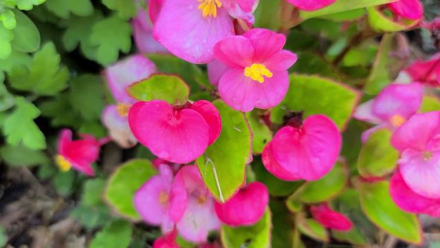 BEGONIA GRACILIS
