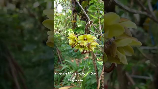 Dendrobium halmaticalcar yellow #dendrobium смотреть онлайн