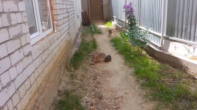 Крольчата учатся у старших смотреть онлайн