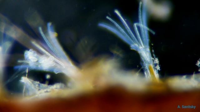 Мшанки \\ Bryozoa смотреть онлайн