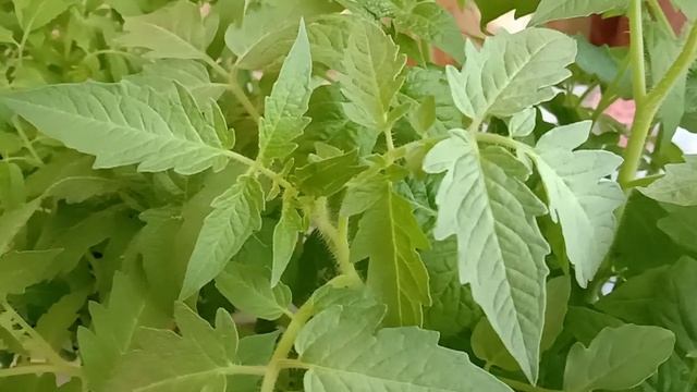 Строительный Клуб