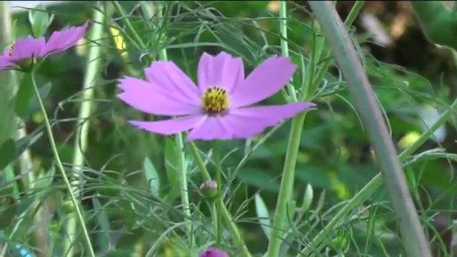 Panasonic　 HC-V720M で撮影。 смотреть онлайн