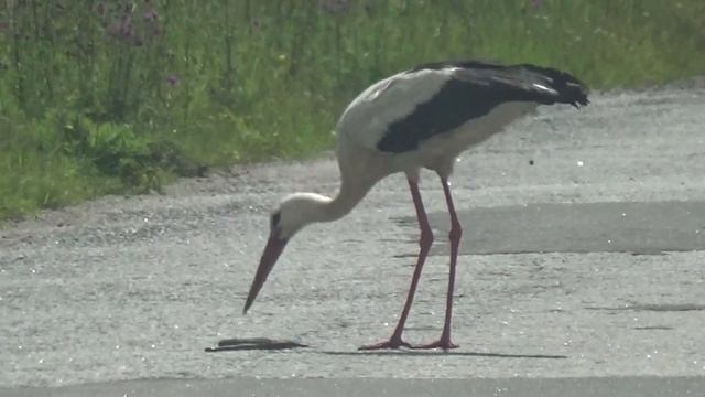 Аист целиком заглатывает змею смотреть онлайн