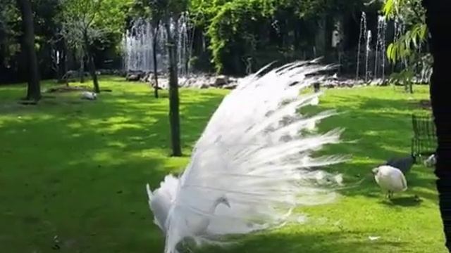 Белый павлин. Изящество да и только! ;) смотреть онлайн
