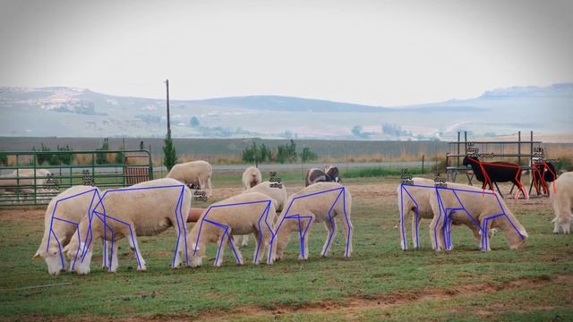 Skeleton Annotation for LIVESTOCK MANAGEMENT AI смотреть онлайн