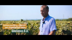 Гибрид подсолнечника ЕС Белла: российские аграрии о своем выборе