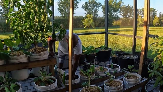 Avoid the Top Mistakes and Successfully Plant 'Big Daddy's' Greasy Collards from Seed смотреть онлайн