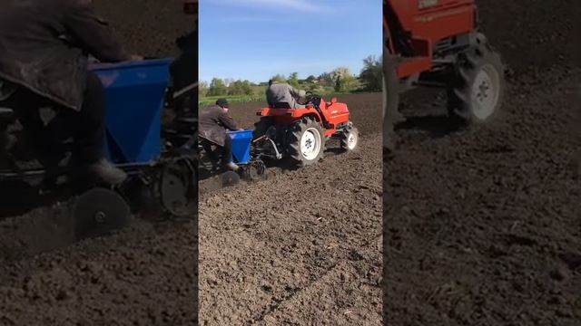 Супер ПОСАДКА картофеля японским мини трактором Кубота х24 смотреть онлайн