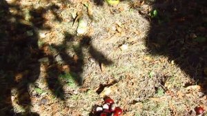 Настойка из каштанов на спирту и водке.