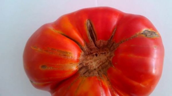 Giant Tomato weight of 1 kg, Ukraine - Помидор "Великан" вес 1 кг, Украина